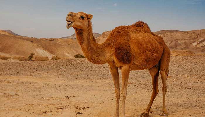 مزه گوشت شتر