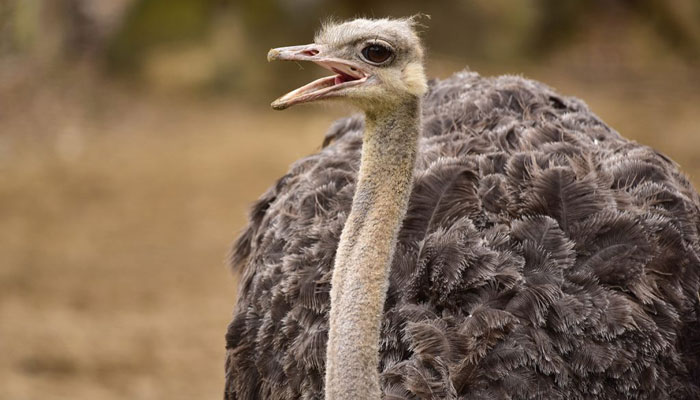 طرز پخت گوشت شترمرغ