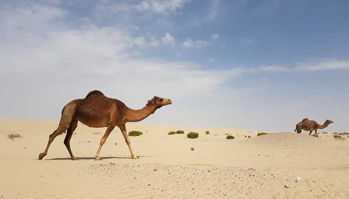 خواص گوشت شتر در بارداری