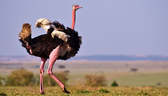 خواص و فواید گوشت شترمرغ