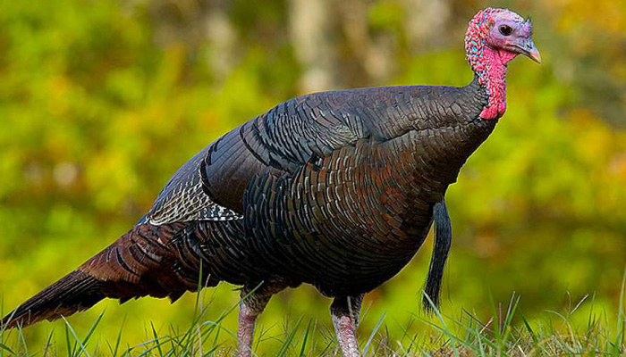 طبع گوشت بوقلمون